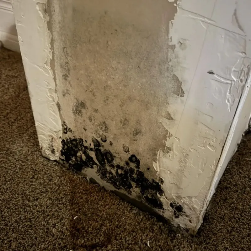 Professional Mold Removal in Wilton, CT